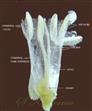  Stamens and Pistil
